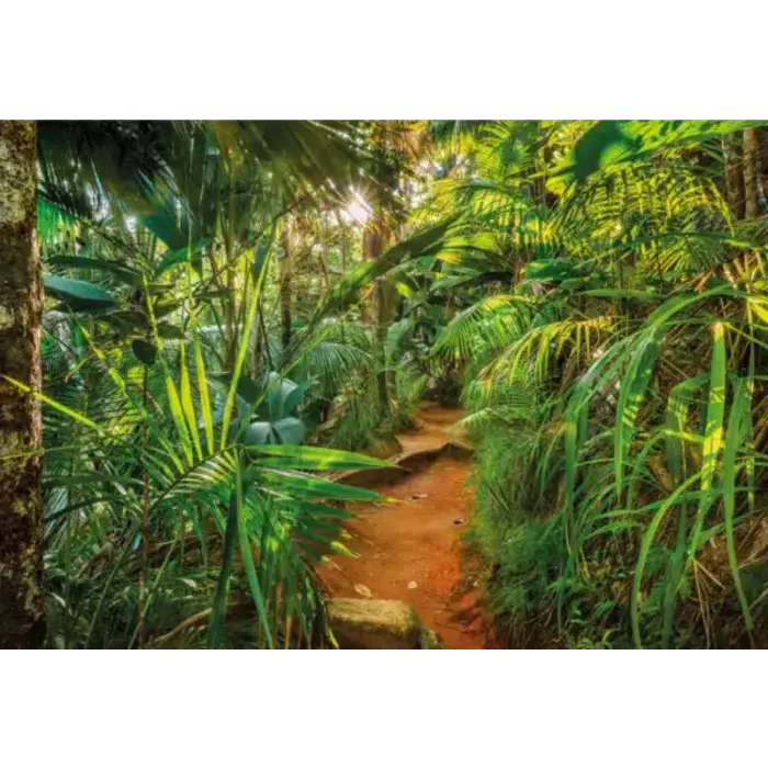 Fotobehang Jungle Trail