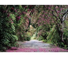 Fotobehang Wicklow Park