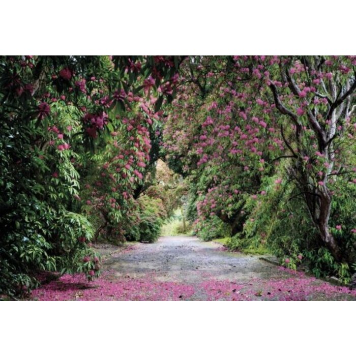 Fotobehang Wicklow Park