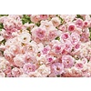 Fotobehang Rosa