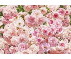 Fotobehang Rosa