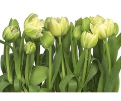 Fotobehang Tulips