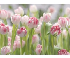 Fotobehang Secret Garden