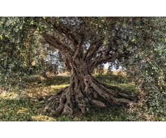 Fotobehang Olive Tree