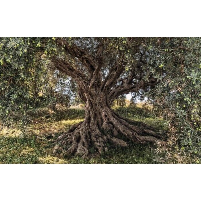 Fotobehang Olive Tree