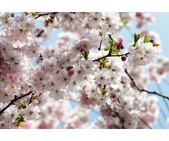 Fotobehang Spring