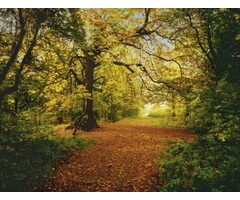Fotobehang Autumn Forest