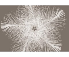 Fotobehang Federstern