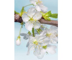 Fotobehang Blossom