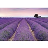 Fotobehang Provence