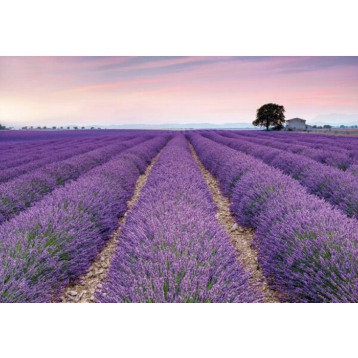 Fotobehang Provence