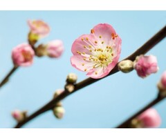 Fotobehang Peach Blossom
