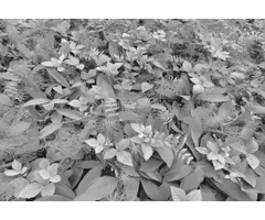 Fotobehang Forest Floor