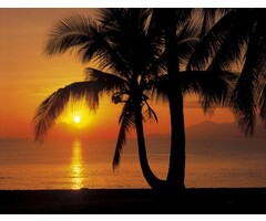 Fotobehang Palmy Beach