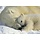 Fotobehang Polar Bears
