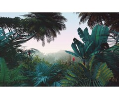 Fotobehang Jungle Morning