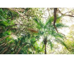 Fotobehang Touch the Jungle