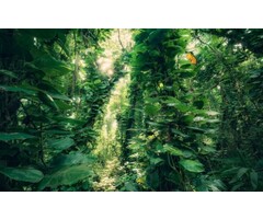 Fotobehang Green Leaves