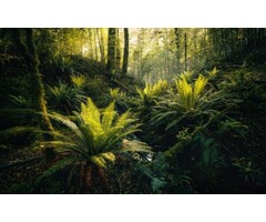 Fotobehang Fjordland Woods