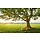 Fotobehang The Magic Tree