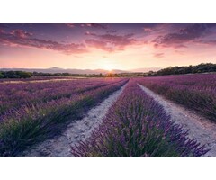 Fotobehang Lavender Dream