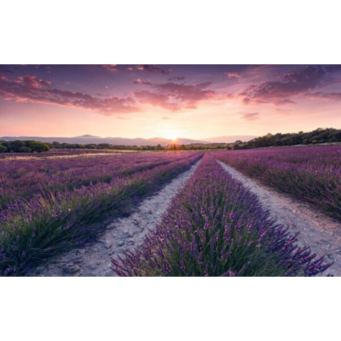 Fotobehang Lavender Dream