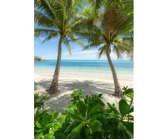 Fotobehang Palmy Beach