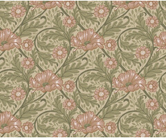 Angas - Esther Apricot