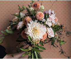 Apelviken - Lilja Blush