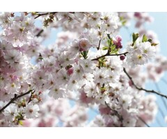 Fotobehang Spring