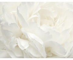 Fotobehang met grote witte bloem