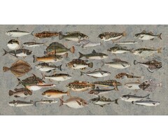 Fotobehang Underwater