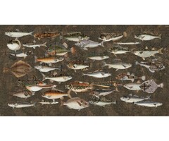 Fotobehang Underwater