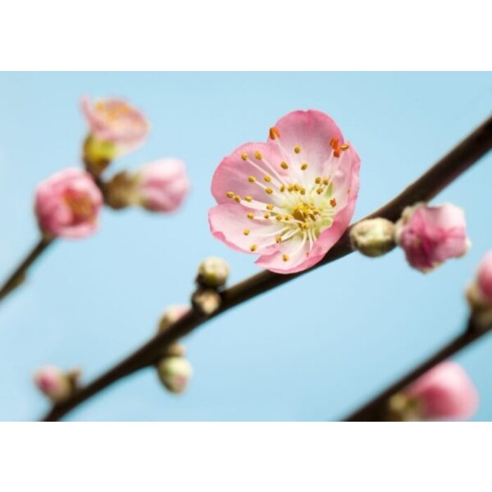 Fotobehang Peach Blossom V7-753