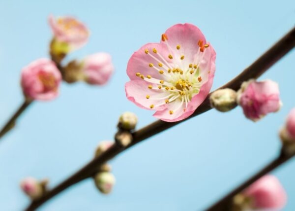 Fotobehang Peach Blossom V7-753