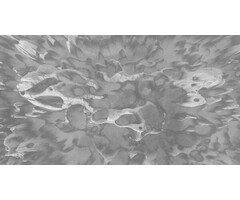 Fotobehang Coral on the wall