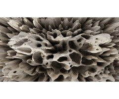 Fotobehang Coral on the wall