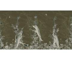 Fotobehang Peacock Forest