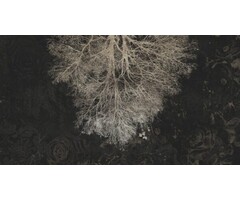 Fotobehang Expansion theory