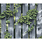 Illusion - hout/klimop blauw/groen