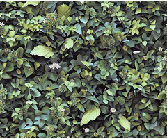 Illusion - bladeren groen