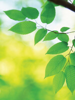 Fellowes MUISMAT NATUUR BLADEREN