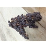 Dries Muscat grapes