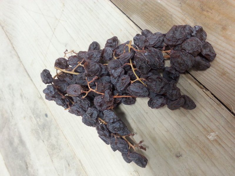 Dries Muscat grapes