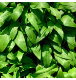 Tomasu Wild Garlic Soy Sauce