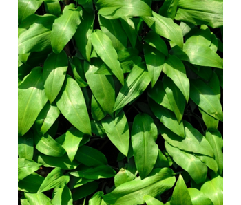 Tomasu Wild Garlic Soy Sauce