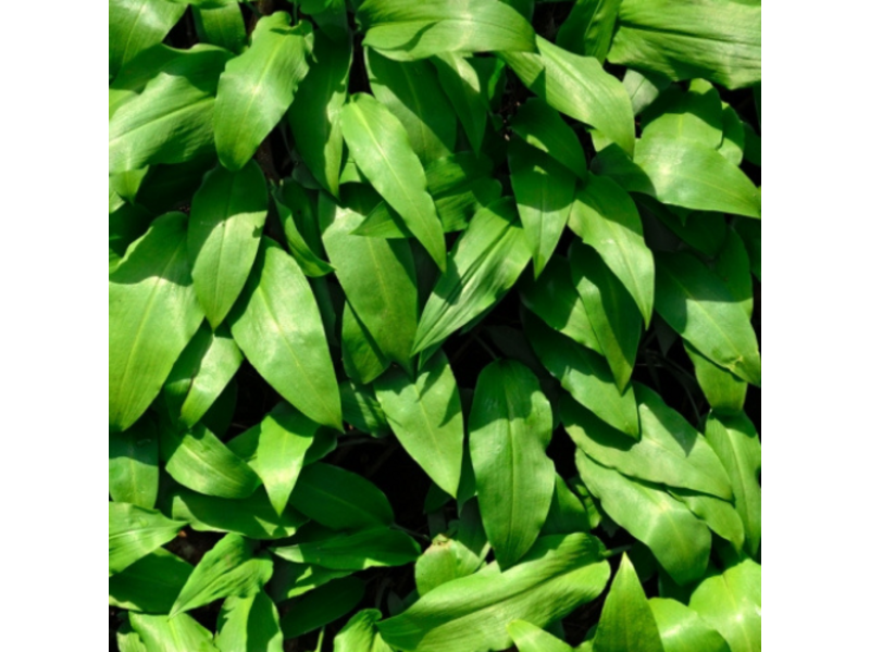 Tomasu Soy Salt with Wild Garlic