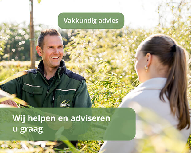Advies